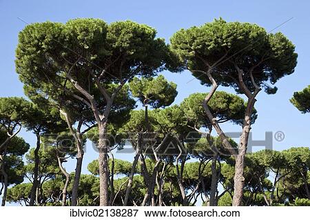 Stone Pine (Pinus pinea), Park Villa Borghese, Rome, Italy, Europe View Large Photo Image Stock Photo - Stone Pine (Pinus pinea), Park Villa Borghese, Rome, Italy, Europe. Fotosearch