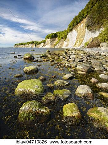 Stones with algae on the shore of the Baltic Sea in front of the chalk cliffs of the cliffs, Jasmund National Park, Rügen Island, Mecklenburg-Western Pomerania, Germany, Europe View Large Photo Image Stock Photograph - Stones with algae on the shore of the Baltic Sea in front of the chalk cliffs of the cliffs, Jasmund National Park, Rügen Island, Mecklenburg-Western Pomerania, Germany, Europe. Fotosearch