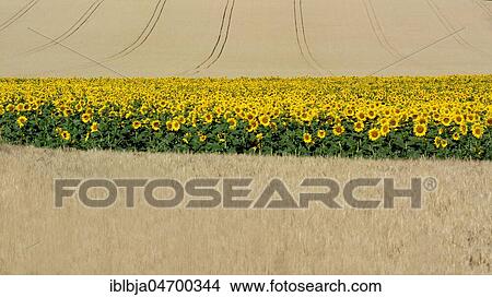 Sunflowers (Helianthus annuus) between corn fields, Limagne plain, Puy de Dome department, Auvergne-Rhône-Alpes, France, Europe View Large Photo Image Picture - Sunflowers (Helianthus annuus) between corn fields, Limagne plain, Puy de Dome department, Auvergne-Rhône-Alpes, France, Europe. Fotosearch