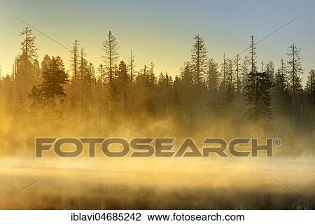 Sunrise at the Oder pond with morning mist, natural forest, spruces partly dead due to bark beetle infestation, Harz National Park, Lower Saxony, Germany, Europe View Large Photo Image Stock Image - Sunrise at the Oder pond with morning mist, natural forest, spruces partly dead due to bark beetle infestation, Harz National Park, Lower Saxony, Germany, Europe. Fotosearch