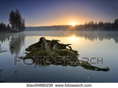 Stock Photo - Sunrise with morning mist at the Oder pond, small island with tree stumps and roots, Harz National Park, Lower Saxony, Germany, Europe. Fotosearch