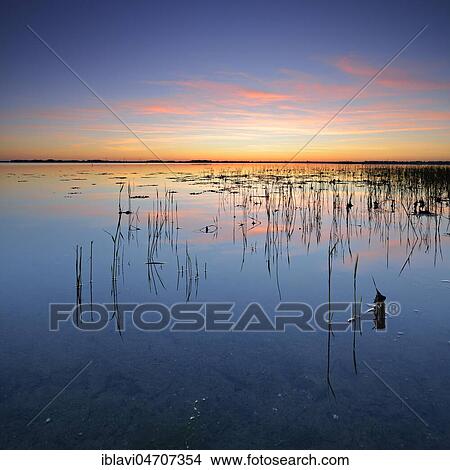 Picture - Sunset, Reeds, Great Jasmund Bodden, Island of Rügen, Mecklenburg-Western Pomerania, Germany, Europe. Fotosearch