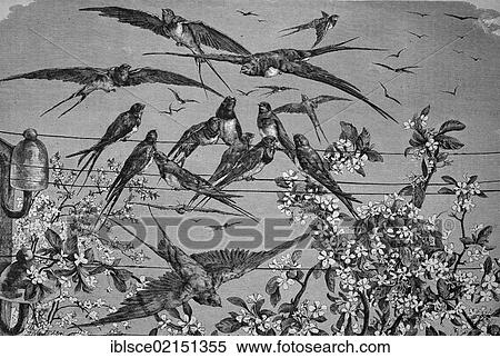 Swallows in the spring, historical engraving, 1869 View Large Photo Image Stock Photography - Swallows in the spring, historical engraving, 1869. Fotosearch