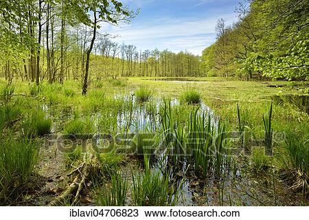 Stock Image - Swampy moor lake in spring, Jasmund National Park, Island of Rügen, Mecklenburg-Western Pomerania, Germany, Europe. Fotosearch