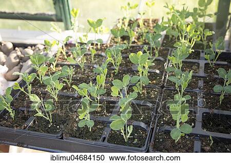 Stock Image - Sweet pea seedlings growing in seed trays inside greenhouse. Fotosearch