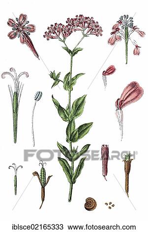 Sweet William Catchfly or Not-so-pretty (Silene armeria), medicinal plant, useful plant, chromolithograph, circa 1790 View Large Photo Image Stock Image - Sweet William Catchfly or Not-so-pretty (Silene armeria), medicinal plant, useful plant, chromolithograph, circa 1790. Fotosearch