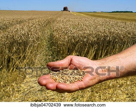 Stock Photo - Symbol picture harvest, farmer's hand and combine harvester, Auvergne Rhône Alpes, France, Europe. Fotosearch