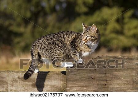 Stock Photo - Tabby cat standing on a wooden fence, Vulkaneifel Region, Rhineland-Palatinate, Germany, Europe. Fotosearch