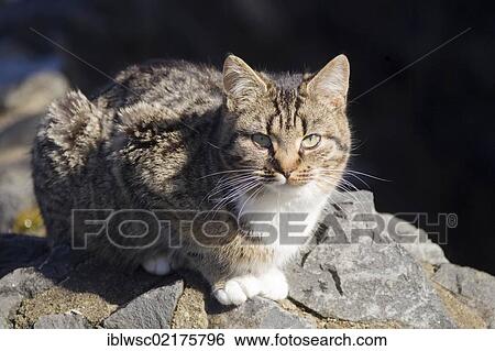 Stock Photograph - Tabby cat, Vulkaneifel Region, Rhineland-Palatinate, Germany, Europe. Fotosearch