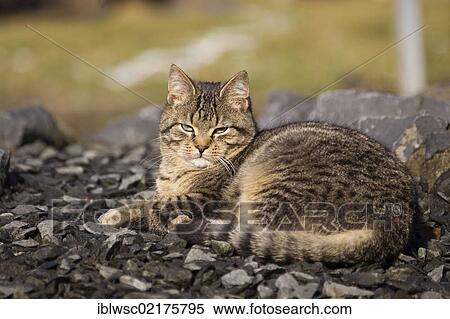 Stock Photography - Tabby cat, Vulkaneifel Region, Rhineland-Palatinate, Germany, Europe. Fotosearch