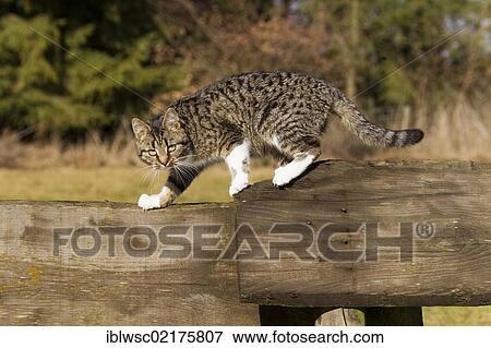 Stock Photo - Tabby cat walking on a wooden fence, Vulkaneifel Region, Rhineland-Palatinate, Germany, Europe. Fotosearch