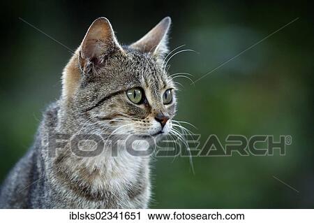 Tabby semi-feral village cat, about 1 year, portrait View Large Photo Image Stock Image - Tabby semi-feral village cat, about 1 year, portrait. Fotosearch
