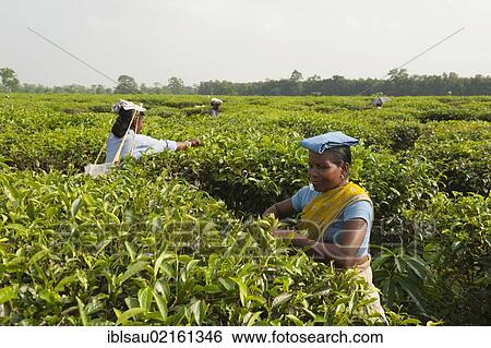 Tea pickers at work, near Darjeeling, West Bengal, India, South Asia, Asia View Large Photo Image Stock Photograph - Tea pickers at work, near Darjeeling, West Bengal, India, South Asia, Asia. Fotosearch