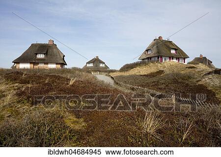 Thatched houses, dune landscape, Hörnum, Sylt, North Frisian Island, North Frisia, Schleswig-Holstein, Germany, Europe View Large Photo Image Stock Photography - Thatched houses, dune landscape, Hörnum, Sylt, North Frisian Island, North Frisia, Schleswig-Holstein, Germany, Europe. Fotosearch
