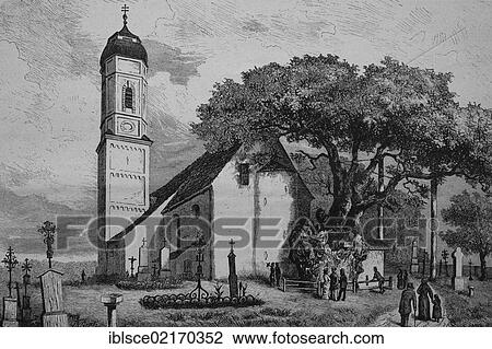 The Edignalinde or Millennial Lime, a Large-leaved Linden (Tilia platyphyllos) in the cemetery beside the church of St. Sebastian in Puch, Fuerstenfeldbruck, Bavaria, Germany, historical engraving, 1883, Europe View Large Photo Image Stock Image - The Edignalinde or Millennial Lime, a Large-leaved Linden (Tilia platyphyllos) in the cemetery beside the church of St. Sebastian in Puch, Fuerstenfeldbruck, Bavaria, Germany, historical engraving, 1883, Europe. Fotosearch