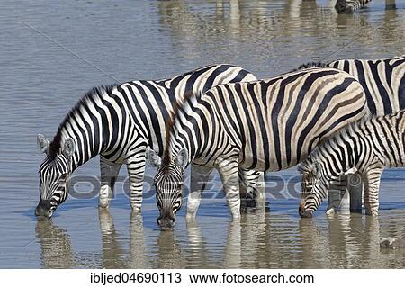 Three adult Burchell's zebras (Equus quagga burchellii) with zebra foal, standing in water, drinking, Okaukuejo waterhole, Etosha National Park, Namibia, Africa View Large Photo Image Stock Image - Three adult Burchell's zebras (Equus quagga burchellii) with zebra foal, standing in water, drinking, Okaukuejo waterhole, Etosha National Park, Namibia, Africa. Fotosearch
