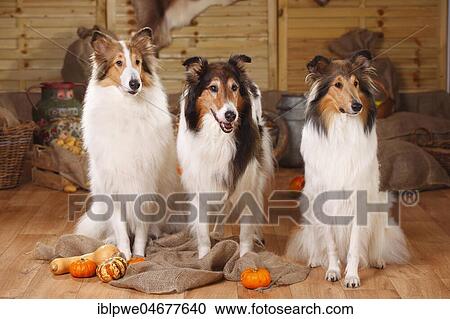 Stock Image - Three American collies, sable-white, sit next to each other. Fotosearch