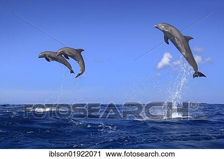 Stock Image - Three Bottlenose Dolphins (Tursiops truncatus), adult, jumping out of the sea, Roatan, Honduras, Caribbean, Central America, Latin America, North America. Fotosearch