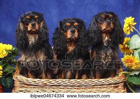 Three Cavalier King Charles Spaniels, black-and-tan, sitting on bench, summerly decorated View Large Photo Image Picture - Three Cavalier King Charles Spaniels, black-and-tan, sitting on bench, summerly decorated. Fotosearch