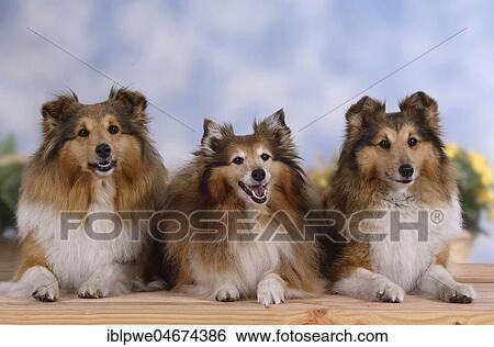 Three Shelties or Shetland Sheepdogs lie next to each other View Large Photo Image Stock Photograph - Three Shelties or Shetland Sheepdogs lie next to each other. Fotosearch