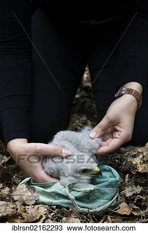 Stock Image - Three week old Buzzard (Buteo buteo) in the hands of an assistant after being taken down from a tree to be ringed, Berlin, Germany, Europe. Fotosearch