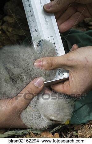 Picture - Three week old Buzzard (Buteo buteo) having its wing length measured after being ringed, Berlin, Germany, Europe. Fotosearch