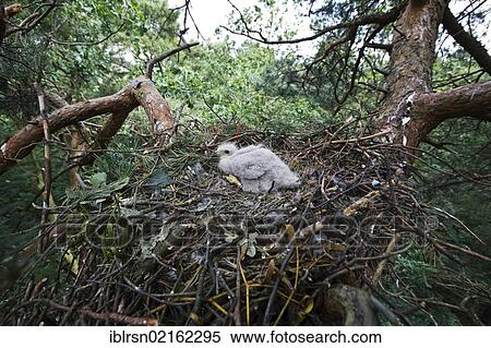 Three week old ringed Buzzard (Buteo buteo) in a nest about 14 metres high, Berlin, Germany, Europe View Large Photo Image Stock Photography - Three week old ringed Buzzard (Buteo buteo) in a nest about 14 metres high, Berlin, Germany, Europe. Fotosearch