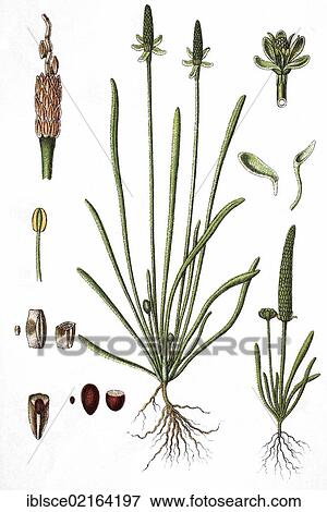 Stock Photo - Tiny mousetail (Myosurus minimus), medicinal plant, crop plant, chromolithography, about 1870. Fotosearch