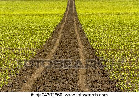 Stock Image - Tire tracks in a agricultural landscape, Puy de Dome, Auvergne Rhône Alpes, France, Europe. Fotosearch