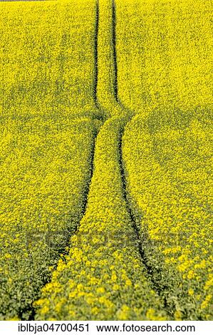 Tire tracks in the middle of a field of corn, Limagne plain, Puy de Dome department, Auvergne-Rhône-Alpes, France, Europe View Large Photo Image Stock Image - Tire tracks in the middle of a field of corn, Limagne plain, Puy de Dome department, Auvergne-Rhône-Alpes, France, Europe. Fotosearch