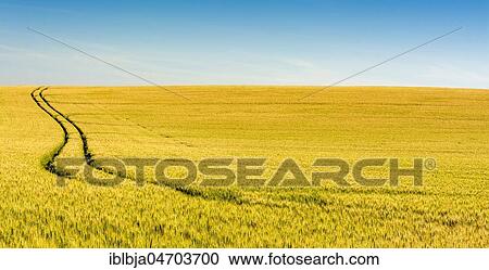 Stock Image - Tire tracks in the middle of a field of corn, Puy de Dome department, Auvergne Rhone Alpes, France, Europe. Fotosearch