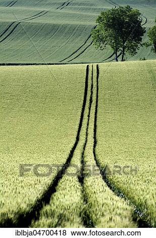 Tire tracks in the middle of a field of corn, Limagne plain, Puy de Dome department, Auvergne-Rhône-Alpes, France, Europe View Large Photo Image Stock Photo - Tire tracks in the middle of a field of corn, Limagne plain, Puy de Dome department, Auvergne-Rhône-Alpes, France, Europe. Fotosearch