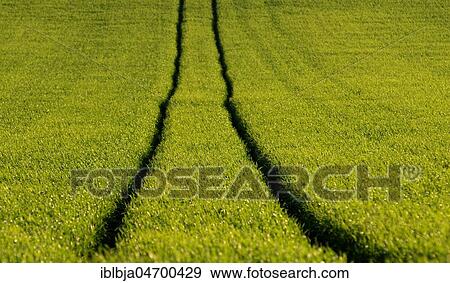 Tire tracks in the middle of a field of corn, Limagne plain, Puy de Dome department, Auvergne-Rhône-Alpes, France, Europe View Large Photo Image Stock Photo - Tire tracks in the middle of a field of corn, Limagne plain, Puy de Dome department, Auvergne-Rhône-Alpes, France, Europe. Fotosearch