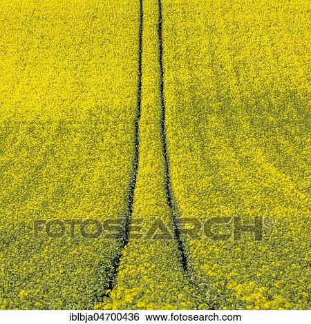 Tire tracks in the middle of a field of corn, Limagne plain, Puy de Dome department, Auvergne-Rhône-Alpes, France, Europe View Large Photo Image Stock Photograph - Tire tracks in the middle of a field of corn, Limagne plain, Puy de Dome department, Auvergne-Rhône-Alpes, France, Europe. Fotosearch