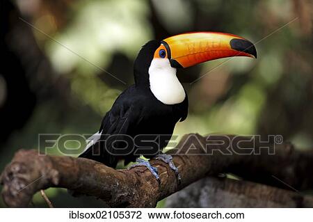 Stock Image - Toco Toucan (Ramphastos toco), adult, perched on tree, Pantanal, Brazil, South America. Fotosearch