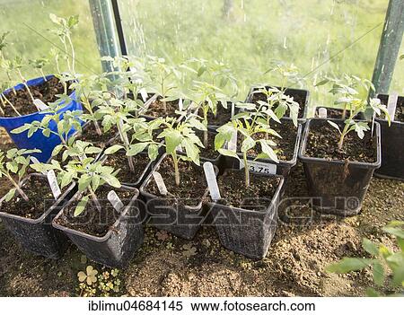Tomato plant seedlings growing in pots inside greenhouse View Large Photo Image Stock Photography - Tomato plant seedlings growing in pots inside greenhouse. Fotosearch