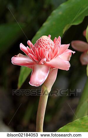 Stock Image - Torch Ginger (Etlingera), flowering, Nosy Be, Madagascar, Africa. Fotosearch