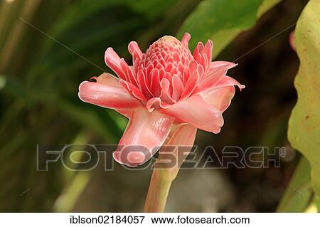 Torch Ginger (Etlingera), flowering, Nosy Be, Madagascar, Africa View Large Photo Image Stock Photo - Torch Ginger (Etlingera), flowering, Nosy Be, Madagascar, Africa. Fotosearch