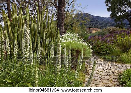 Tower of jewels (Echium simplex), Botanical Garden, Sóller, Serra de Tramuntana, Majorca, Balearic Islands, Spain, Europe View Large Photo Image Picture - Tower of jewels (Echium simplex), Botanical Garden, Sóller, Serra de Tramuntana, Majorca, Balearic Islands, Spain, Europe. Fotosearch