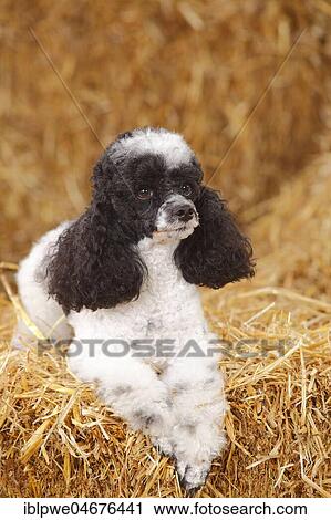 Stock Image - Toy Poodle, harlequin, bitch lies in the straw. Fotosearch