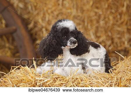 Toy Poodle, harlequin, bitch lies in the straw View Large Photo Image Stock Photo - Toy Poodle, harlequin, bitch lies in the straw. Fotosearch