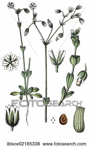 Stock Photo - Transparent Chickweed (Minuartia pellucida), medicinal plant, useful plant, chromolithograph, circa 1790. Fotosearch