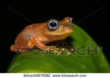 Stock Image - Tree climbing frog species (Boophis pyrrhus) sits on leaf, Andasibe National Park, Madagascar, Africa. Fotosearch