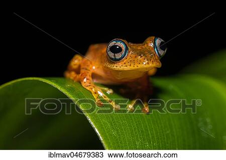 Tree climbing frog species (Boophis pyrrhus) sits on leaf, Andasibe National Park, Madagascar, Africa View Large Photo Image Stock Image - Tree climbing frog species (Boophis pyrrhus) sits on leaf, Andasibe National Park, Madagascar, Africa. Fotosearch