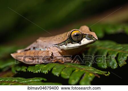 Stock Image - Tree climbing frog species (Boophis reticulatus) sits on leaf, Andasibe National Park, Madagascar, Africa. Fotosearch