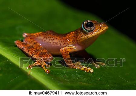 Tree climbing frog species (Boophis pyrrhus) sits on leaf, Andasibe National Park, Madagascar, Africa View Large Photo Image Stock Image - Tree climbing frog species (Boophis pyrrhus) sits on leaf, Andasibe National Park, Madagascar, Africa. Fotosearch