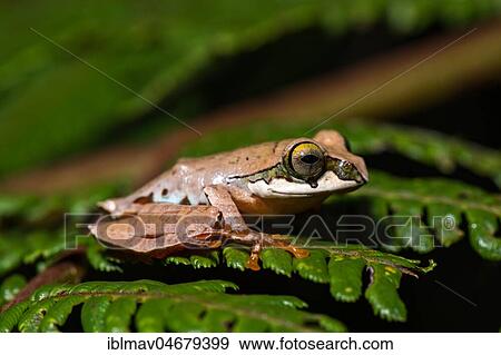 Tree climbing frog species (Boophis reticulatus) sits on leaf, Andasibe National Park, Madagascar, Africa View Large Photo Image Stock Photo - Tree climbing frog species (Boophis reticulatus) sits on leaf, Andasibe National Park, Madagascar, Africa. Fotosearch