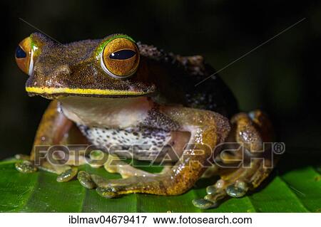 Tree climbing frog species (Boophis albilabris), male sitting on leaf, Andasibe National Park, Madagascar, Africa View Large Photo Image Stock Photo - Tree climbing frog species (Boophis albilabris), male sitting on leaf, Andasibe National Park, Madagascar, Africa. Fotosearch