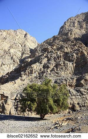 Tree from the Laurel family in the landscape in the Jebel Harim region, in the Omani enclave of Musandam, Oman, Middle East, Asia View Large Photo Image Stock Image - Tree from the Laurel family in the landscape in the Jebel Harim region, in the Omani enclave of Musandam, Oman, Middle East, Asia. Fotosearch
