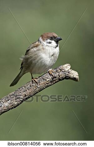 Tree Sparrow (Passer montanus), adult, Germany, europe, Europe View Large Photo Image Stock Photograph - Tree Sparrow (Passer montanus), adult, Germany, europe, Europe. Fotosearch